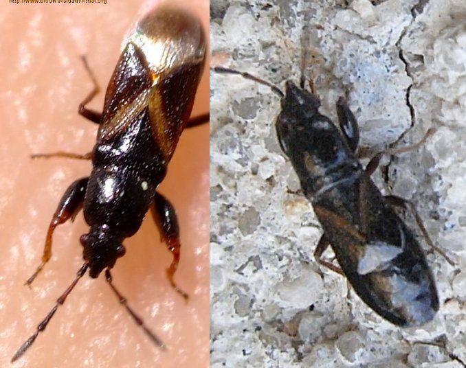 Lygaeidae: Piezoscelis staphylinus della Spagna